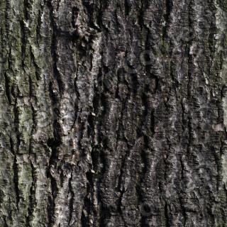 Seamless Bark 0027